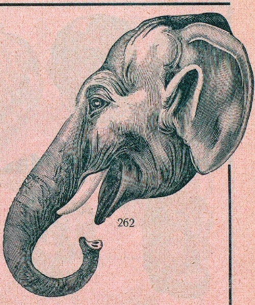 Eilers&Mey_1939_Seite_062 Elefant